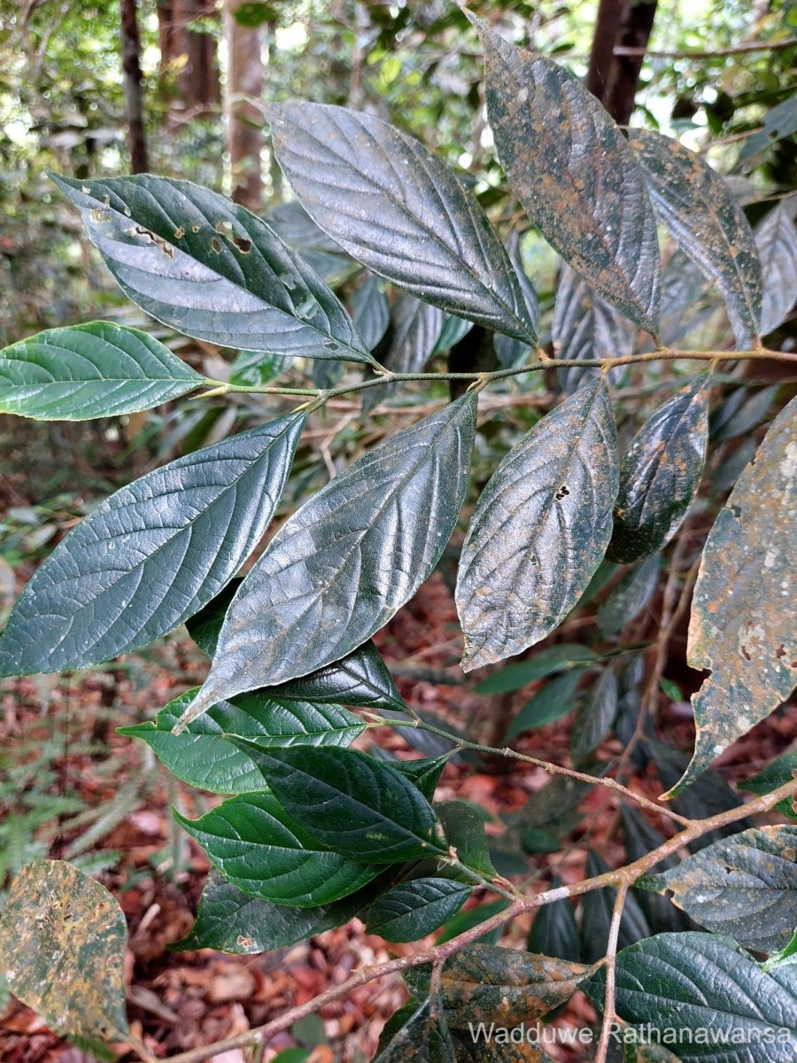 Gironniera parvifolia Planch.